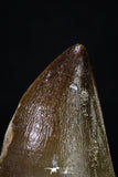 20292 - Well Preserved 2.04 Inch Mosasaur (Prognathodon anceps) Tooth