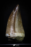 20292 - Well Preserved 2.04 Inch Mosasaur (Prognathodon anceps) Tooth