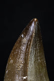 20292 - Well Preserved 2.04 Inch Mosasaur (Prognathodon anceps) Tooth