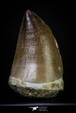 20292 - Well Preserved 2.04 Inch Mosasaur (Prognathodon anceps) Tooth