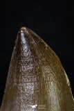 20292 - Well Preserved 2.04 Inch Mosasaur (Prognathodon anceps) Tooth