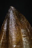 20293 - Well Preserved 2.05 Inch Mosasaur (Prognathodon anceps) Tooth