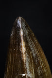 20293 - Well Preserved 2.05 Inch Mosasaur (Prognathodon anceps) Tooth