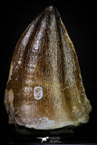 20293 - Well Preserved 2.05 Inch Mosasaur (Prognathodon anceps) Tooth