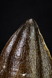 20293 - Well Preserved 2.05 Inch Mosasaur (Prognathodon anceps) Tooth