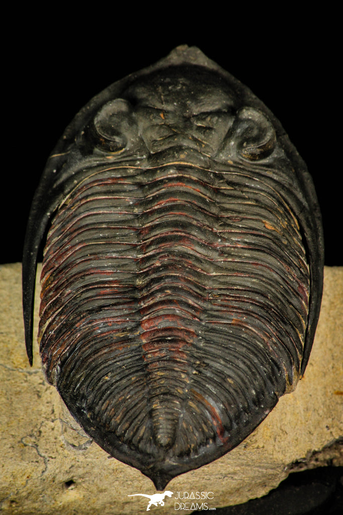 30244 - Finest Quality 3.16 Inch  Zlichovaspis rugosa Lower Devonian Trilobite