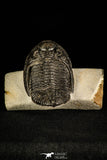 30246 - Finest Quality 3.37 Inch  Zlichovaspis rugosa Lower Devonian Trilobite