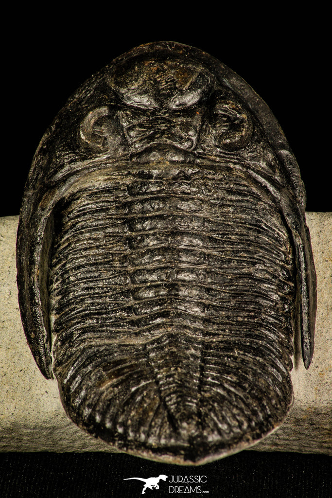 30246 - Finest Quality 3.37 Inch  Zlichovaspis rugosa Lower Devonian Trilobite