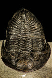 30246 - Finest Quality 3.37 Inch  Zlichovaspis rugosa Lower Devonian Trilobite