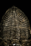 30246 - Finest Quality 3.37 Inch  Zlichovaspis rugosa Lower Devonian Trilobite