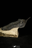 30248 - Well Prepared "Flying" 3.20 Inch Morocconites malladoides Middle Devonian Trilobite