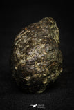 21363 - Almost Complete NWA 869 Ordinary Chondrite L3-6 Regolith Breccia Meteorite 54.5g