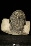 30255 - Top Beautiful "Flying" 2.57 Inch Metacanthina issoumourensis Lower Devonian Trilobite