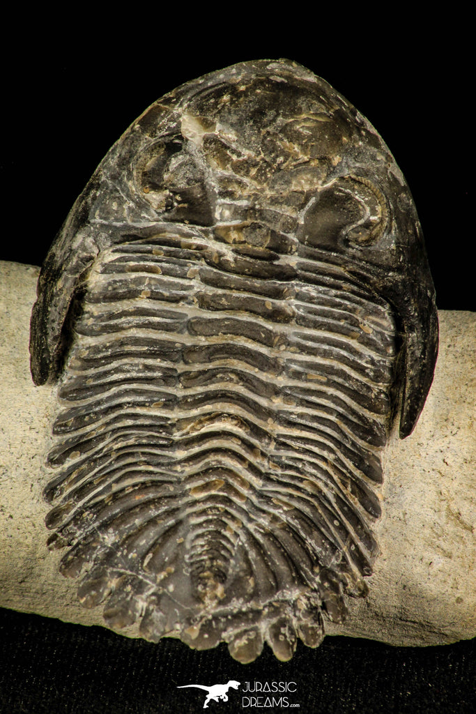 30255 - Top Beautiful "Flying" 2.57 Inch Metacanthina issoumourensis Lower Devonian Trilobite