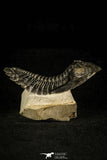 30255 - Top Beautiful "Flying" 2.57 Inch Metacanthina issoumourensis Lower Devonian Trilobite