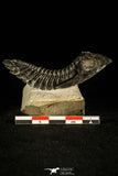 30255 - Top Beautiful "Flying" 2.57 Inch Metacanthina issoumourensis Lower Devonian Trilobite