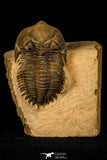 30258 - Nicely Prepared 1.86 Inch Metacanthina issoumourensis Lower Devonian Trilobite