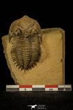 30258 - Nicely Prepared 1.86 Inch Metacanthina issoumourensis Lower Devonian Trilobite