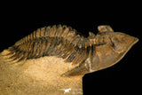 30258 - Nicely Prepared 1.86 Inch Metacanthina issoumourensis Lower Devonian Trilobite