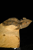 30258 - Nicely Prepared 1.86 Inch Metacanthina issoumourensis Lower Devonian Trilobite