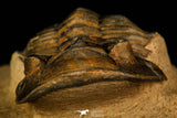 30258 - Nicely Prepared 1.86 Inch Metacanthina issoumourensis Lower Devonian Trilobite