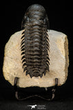 30264 - Gorgeous 3.51 Inch Crotalocephalina (Crotalocephalus) gibbus Lower Devonian Trilobite