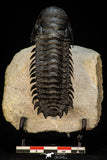 30264 - Gorgeous 3.51 Inch Crotalocephalina (Crotalocephalus) gibbus Lower Devonian Trilobite