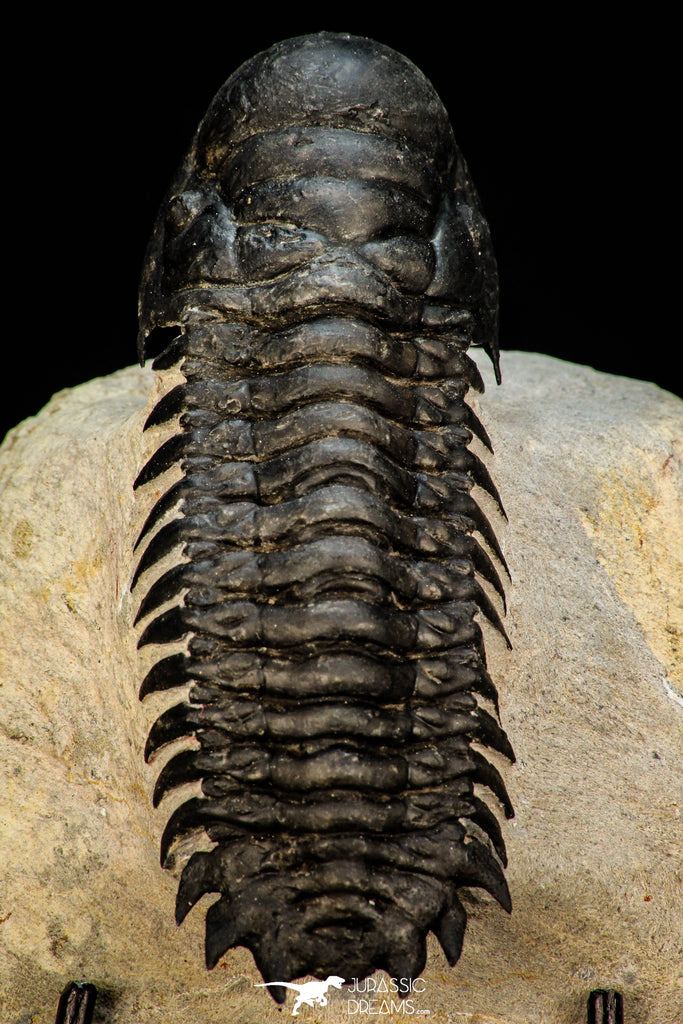 30264 - Gorgeous 3.51 Inch Crotalocephalina (Crotalocephalus) gibbus Lower Devonian Trilobite