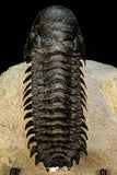 30264 - Gorgeous 3.51 Inch Crotalocephalina (Crotalocephalus) gibbus Lower Devonian Trilobite