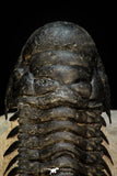 30264 - Gorgeous 3.51 Inch Crotalocephalina (Crotalocephalus) gibbus Lower Devonian Trilobite