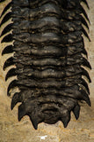 30264 - Gorgeous 3.51 Inch Crotalocephalina (Crotalocephalus) gibbus Lower Devonian Trilobite