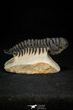 30264 - Gorgeous 3.51 Inch Crotalocephalina (Crotalocephalus) gibbus Lower Devonian Trilobite