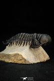 30264 - Gorgeous 3.51 Inch Crotalocephalina (Crotalocephalus) gibbus Lower Devonian Trilobite