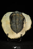 30266 - Finest Quality 3.37 Inch  Zlichovaspis rugosa Lower Devonian Trilobite