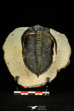 30266 - Finest Quality 3.37 Inch  Zlichovaspis rugosa Lower Devonian Trilobite