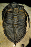 30266 - Finest Quality 3.37 Inch  Zlichovaspis rugosa Lower Devonian Trilobite