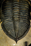 30266 - Finest Quality 3.37 Inch  Zlichovaspis rugosa Lower Devonian Trilobite