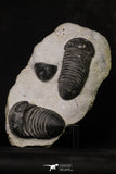 20343 - Top Association 2 Huge Parahomalonotus planus Lower Devonian Trilobites