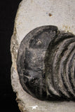 20343 - Top Association 2 Huge Parahomalonotus planus Lower Devonian Trilobites