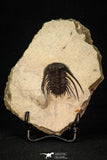 30279 - Outstanding 1.50 Inch Kettneraspis prescheri (Long Occipital Horn) Lower Devonian Trilobite