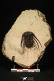 30279 - Outstanding 1.50 Inch Kettneraspis prescheri (Long Occipital Horn) Lower Devonian Trilobite