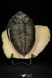 30282 - Finest Quality 4.22 Inch  Zlichovaspis rugosa Lower Devonian Trilobite