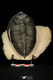 30282 - Finest Quality 4.22 Inch  Zlichovaspis rugosa Lower Devonian Trilobite