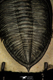 30282 - Finest Quality 4.22 Inch  Zlichovaspis rugosa Lower Devonian Trilobite