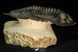 30282 - Finest Quality 4.22 Inch  Zlichovaspis rugosa Lower Devonian Trilobite