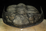 30282 - Finest Quality 4.22 Inch  Zlichovaspis rugosa Lower Devonian Trilobite