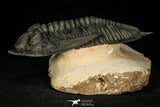 30282 - Finest Quality 4.22 Inch  Zlichovaspis rugosa Lower Devonian Trilobite