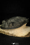 30282 - Finest Quality 4.22 Inch  Zlichovaspis rugosa Lower Devonian Trilobite