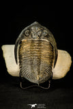 30285 - Top Quality 4.06 Inch  Zlichovaspis rugosa Lower Devonian Trilobite