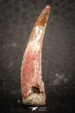 07484 - Top Beautiful 1.24 Inch Pterosaur (Coloborhynchus) Tooth Cretaceous KemKem